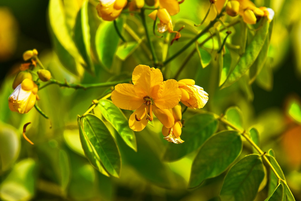 Senna (Cassia Angustifolia Vahl) – Dott. C. Cagnola