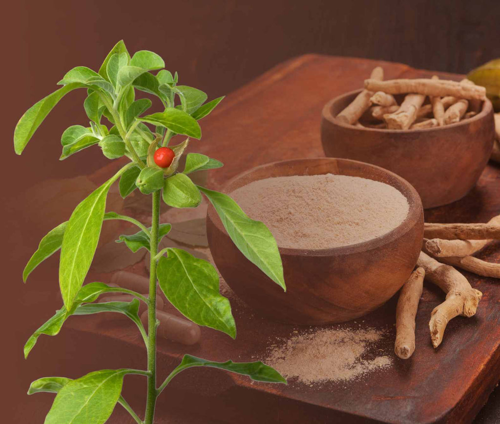 Ashwagandha, la radice dai mille usi. Storia e Benefici del Ginseng Indiano